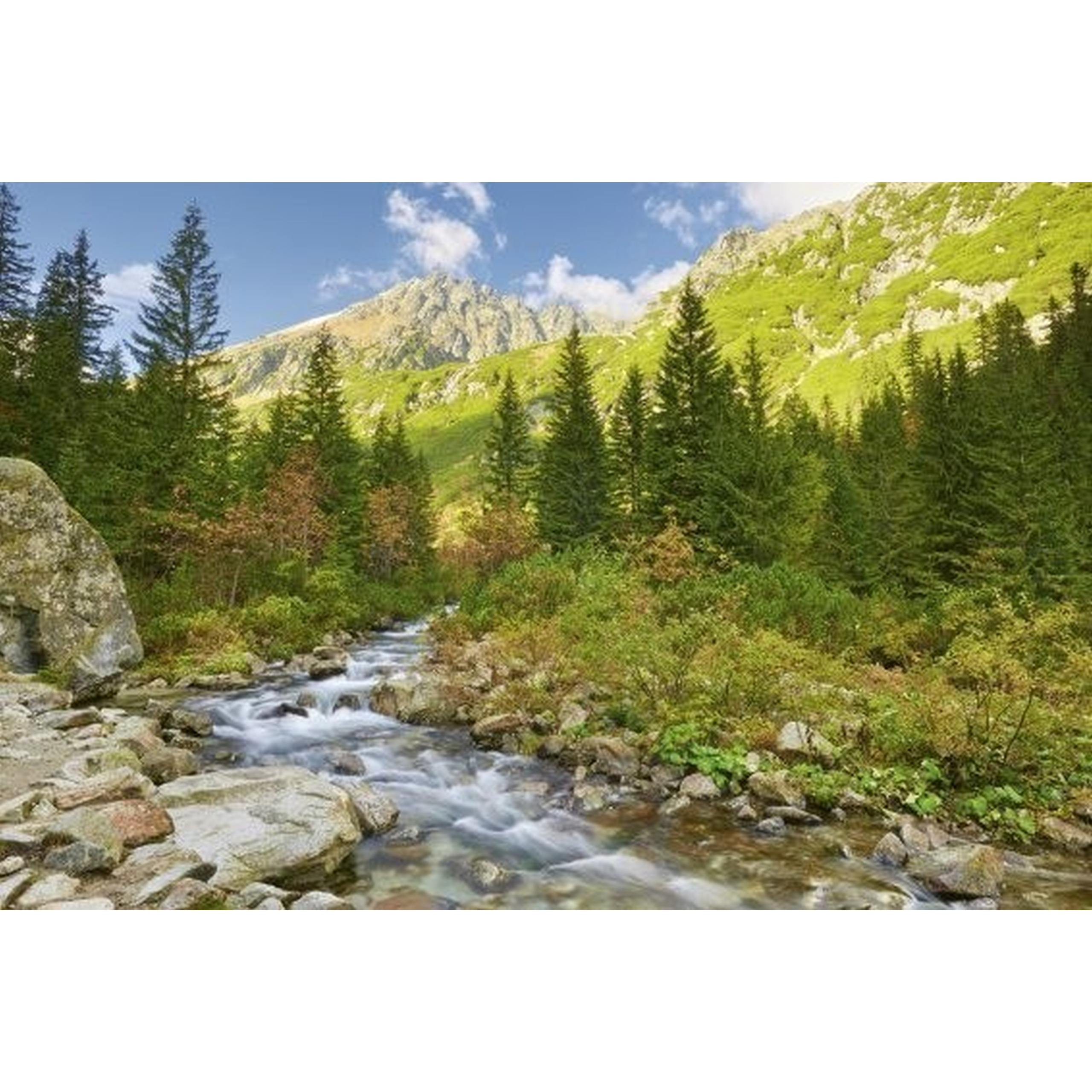 Dimex | Dimex Line | MS-2-0077  | Fototapete | Vlies | Versch. Größen | Wald & Pflanzen | Grün