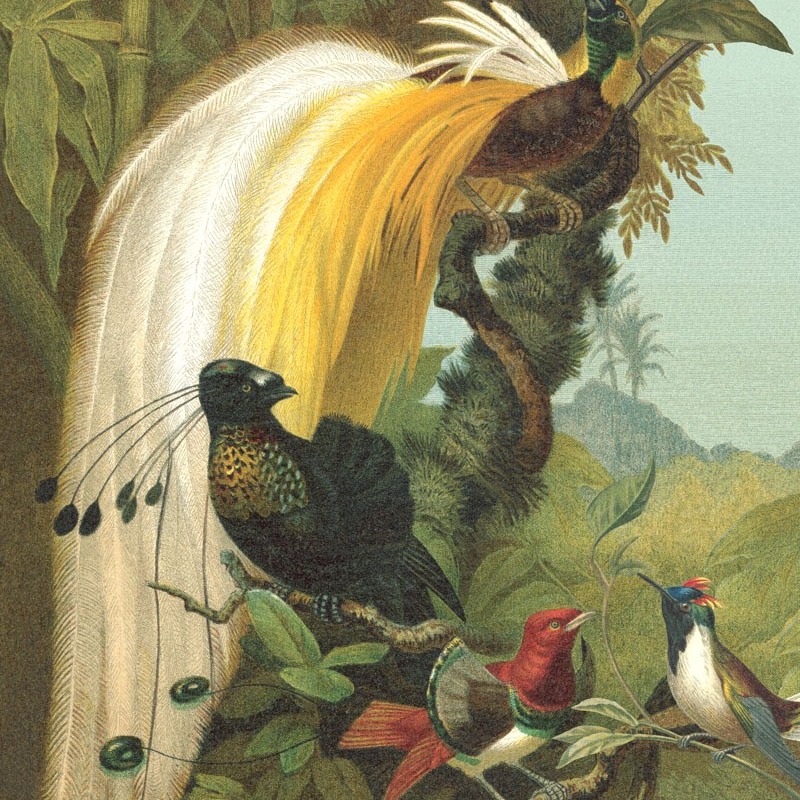 Rasch Fototapete 543797 Curiosity 212 x 265 cm Botanical Dschungel