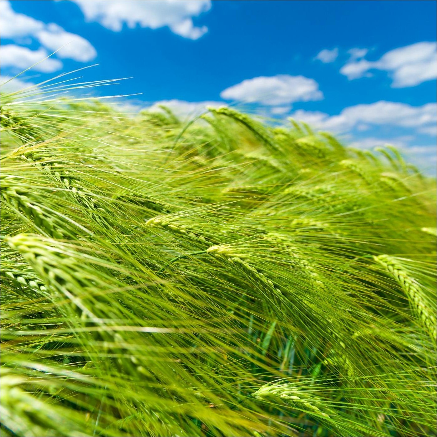 Vlies Fototapete 363746 Natur Landschaft Selection Rasch