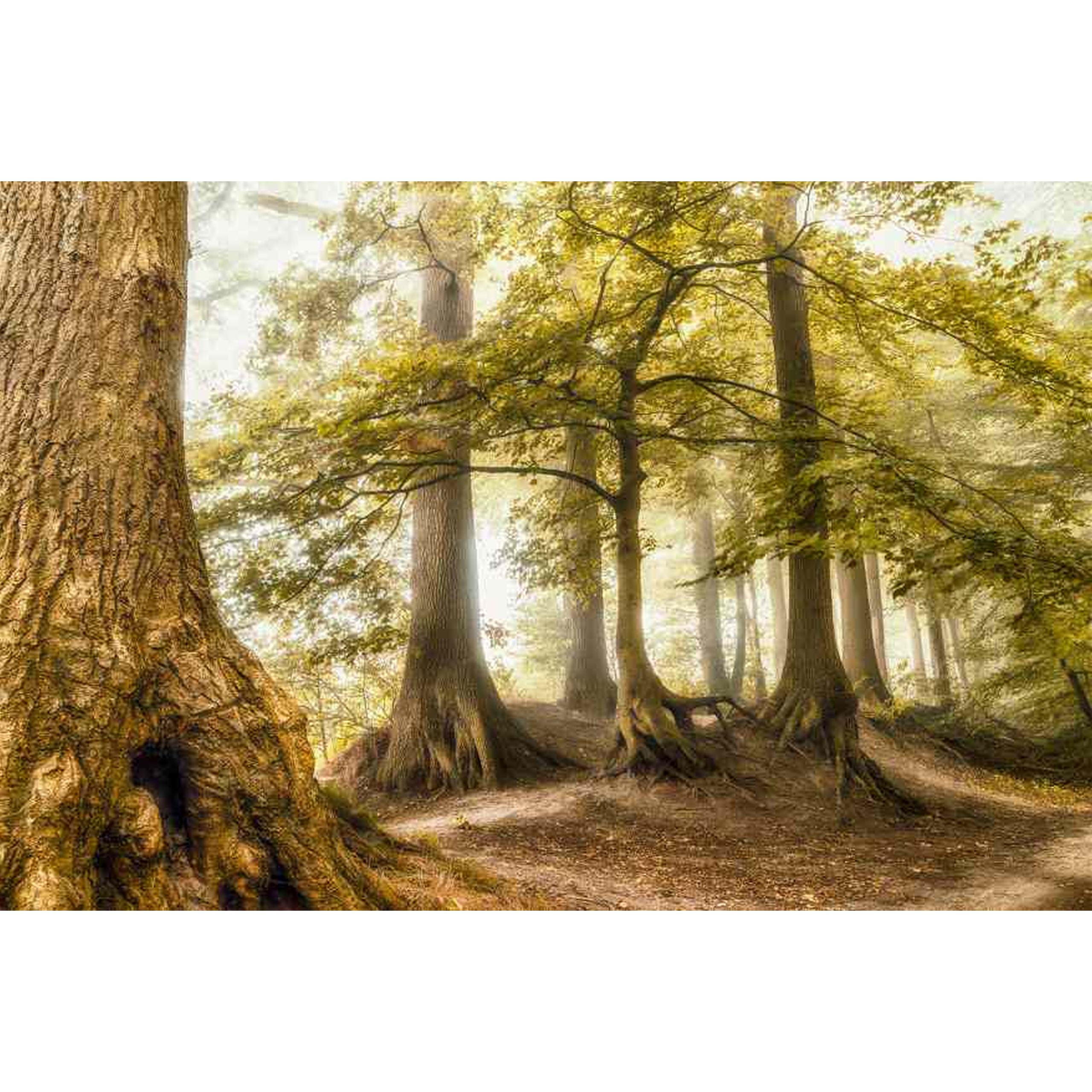 A.S. Creation | AP Digital 4 | DD109310 | Fototapete | Vlies | Versch. Größen | Wald & Pflanzen