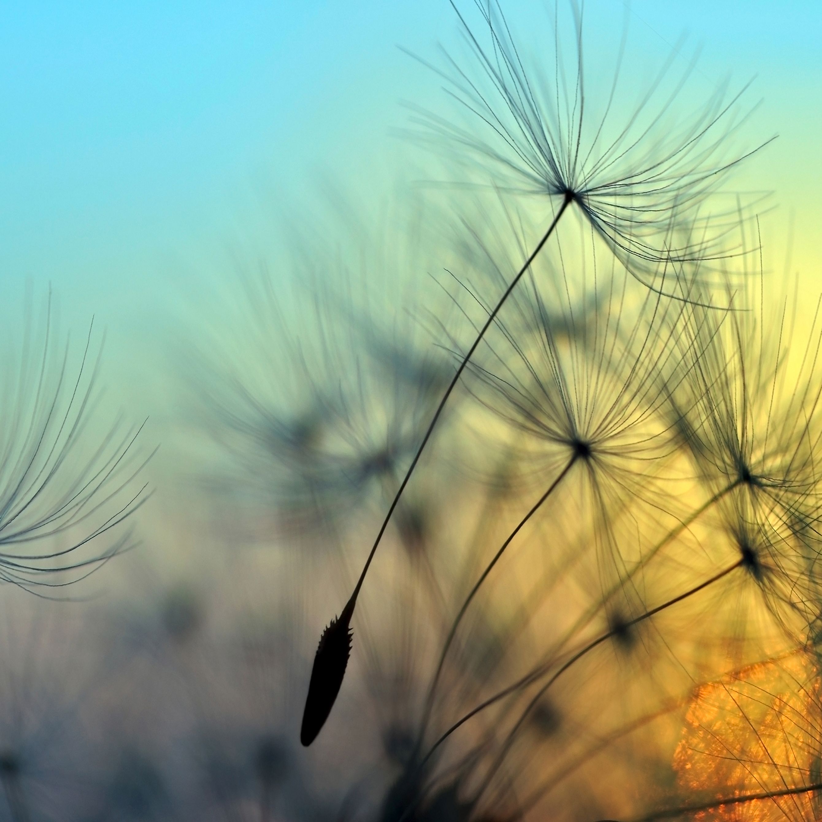 A.S. Creation | Designwalls | DD118590 | Fototapete | Vlies | 350 x 255 cm | Natur | Schwarz | Blau