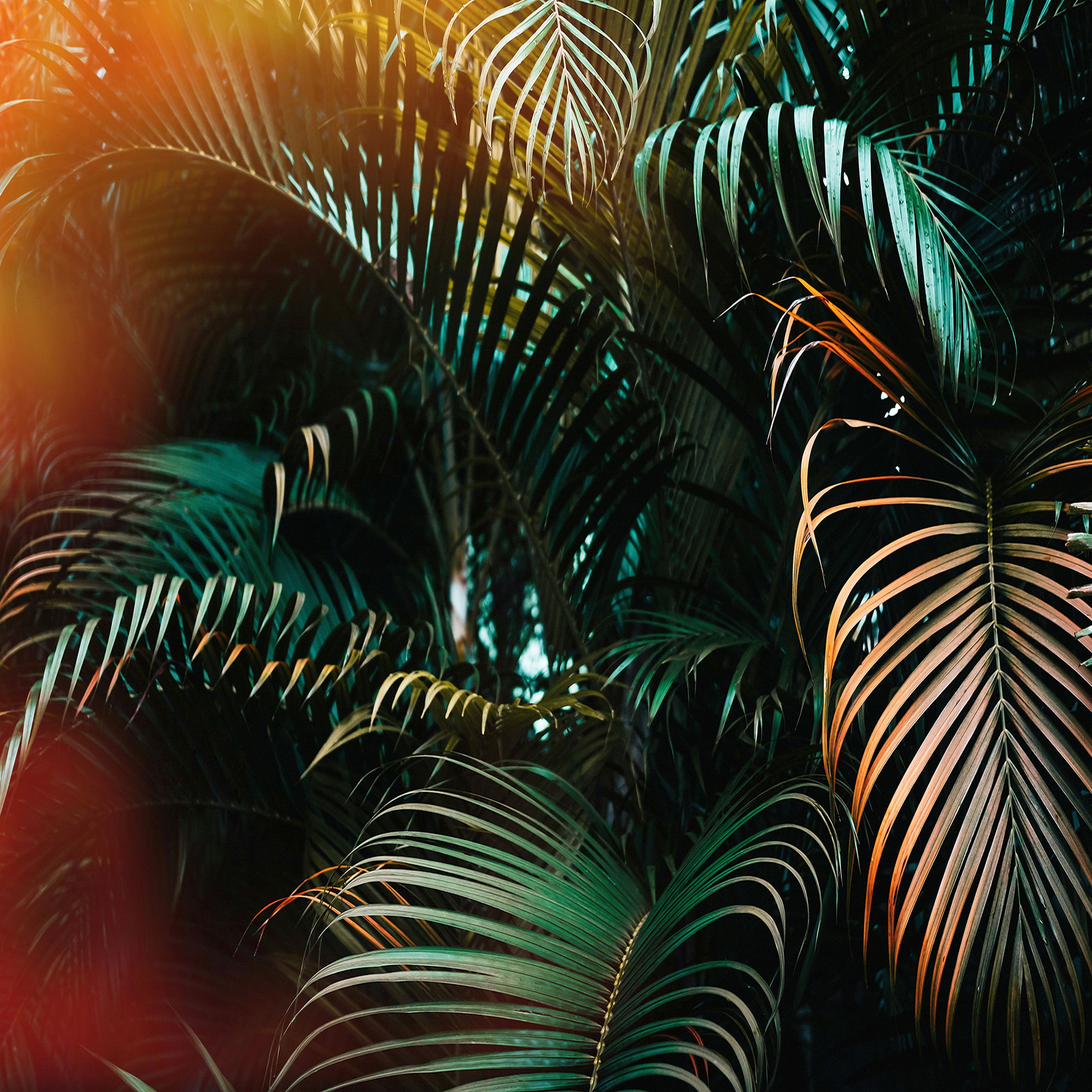 A.S. Creation | Designwalls | DD118795 | Fototapete | Vlies | 350 x 255 cm | Wald & Pflanzen | Bunt