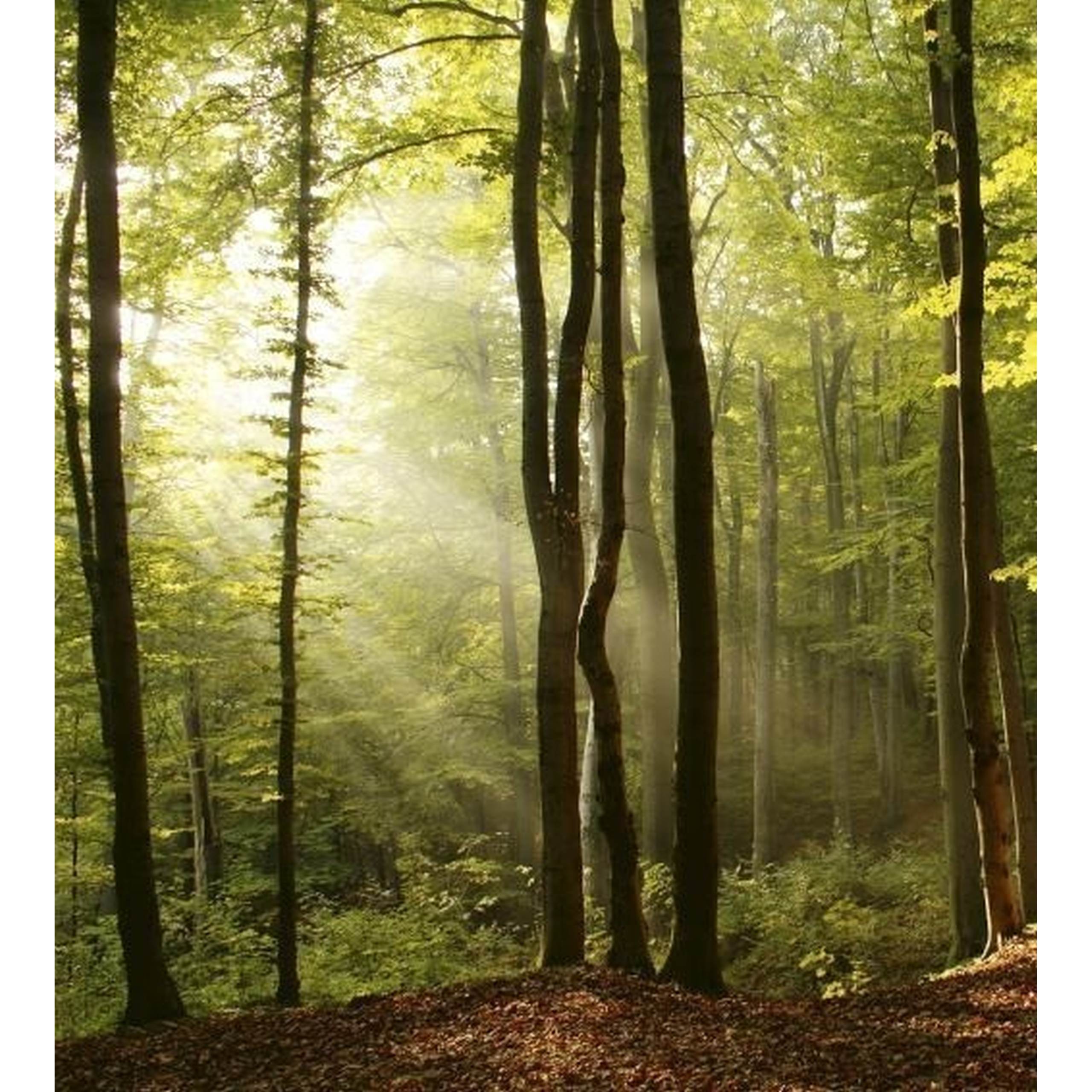 Dimex | Dimex Line | MS-2-0098  | Fototapete | Vlies | Versch. Größen | Wald & Pflanzen | Grün
