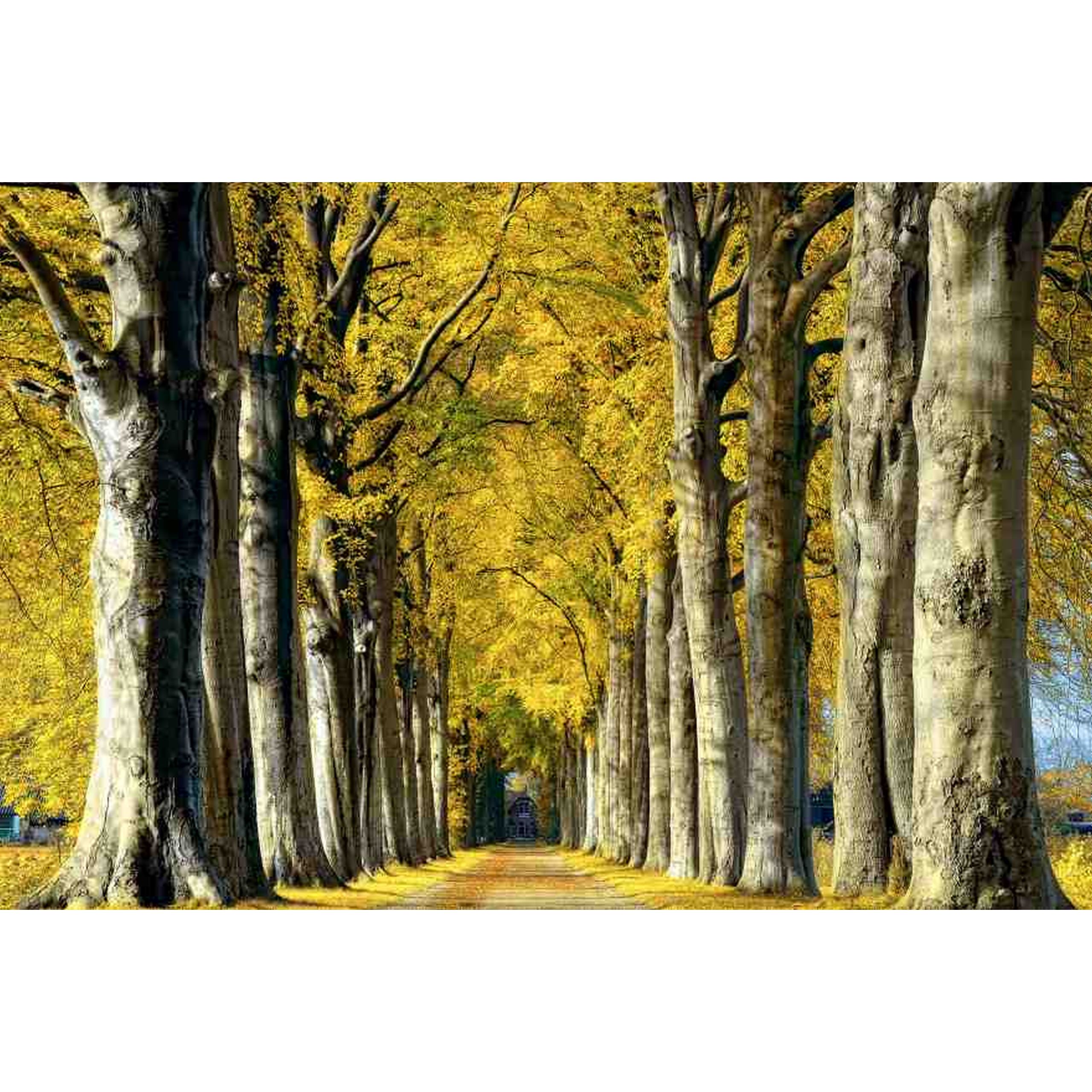 A.S. Creation | AP Digital 4 | DD109280 | Fototapete | Vlies | Versch. Größen | Wald & Pflanzen