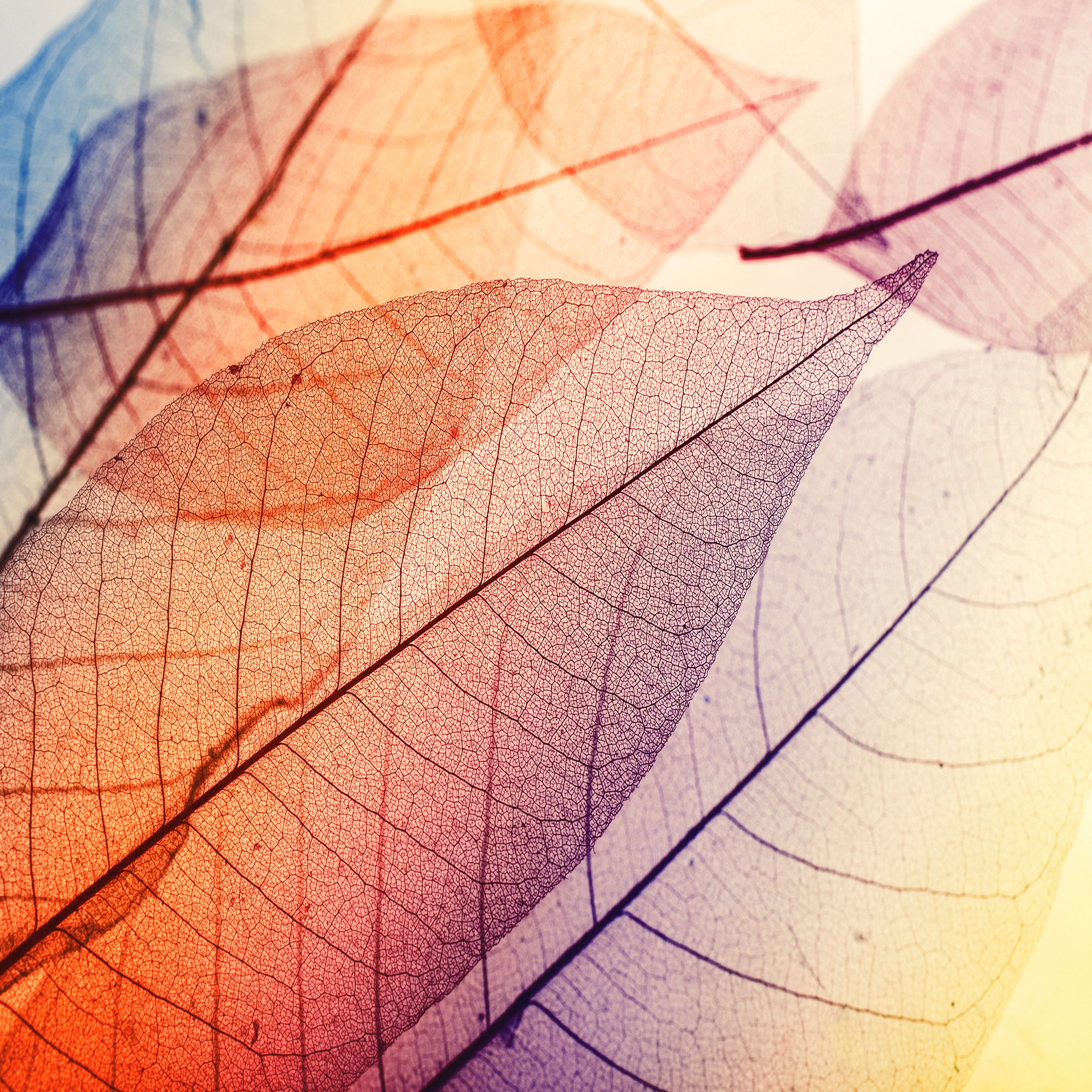 A.S. Creation | Designwalls | DD118586 | Fototapete | Vlies | 350 x 255 cm | Natur | Schwarz | Blau