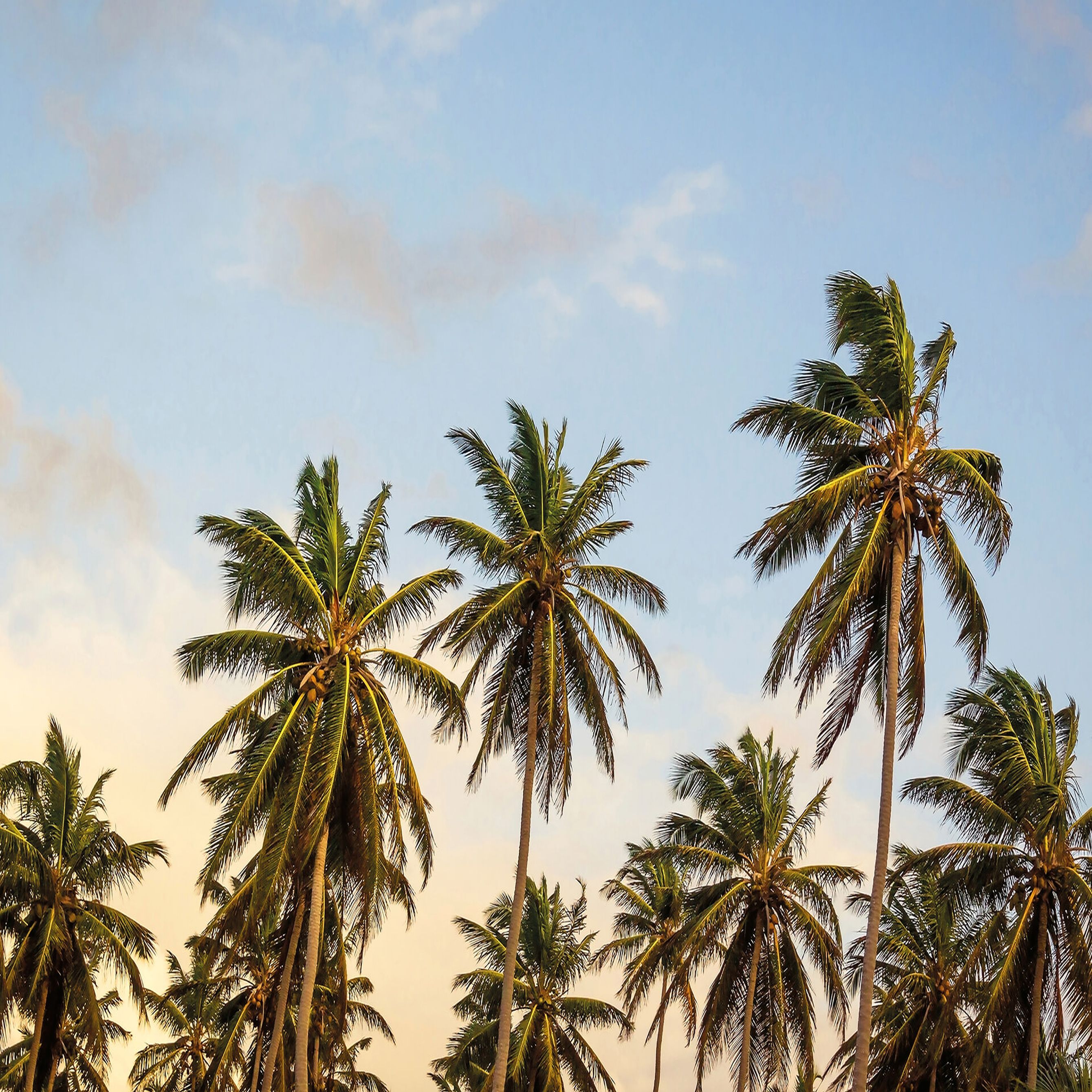 A.S. Creation | Designwalls 2.0 | DD119041 | Fototapete | Vlies | 384 x 260 cm | Natur | Bunt