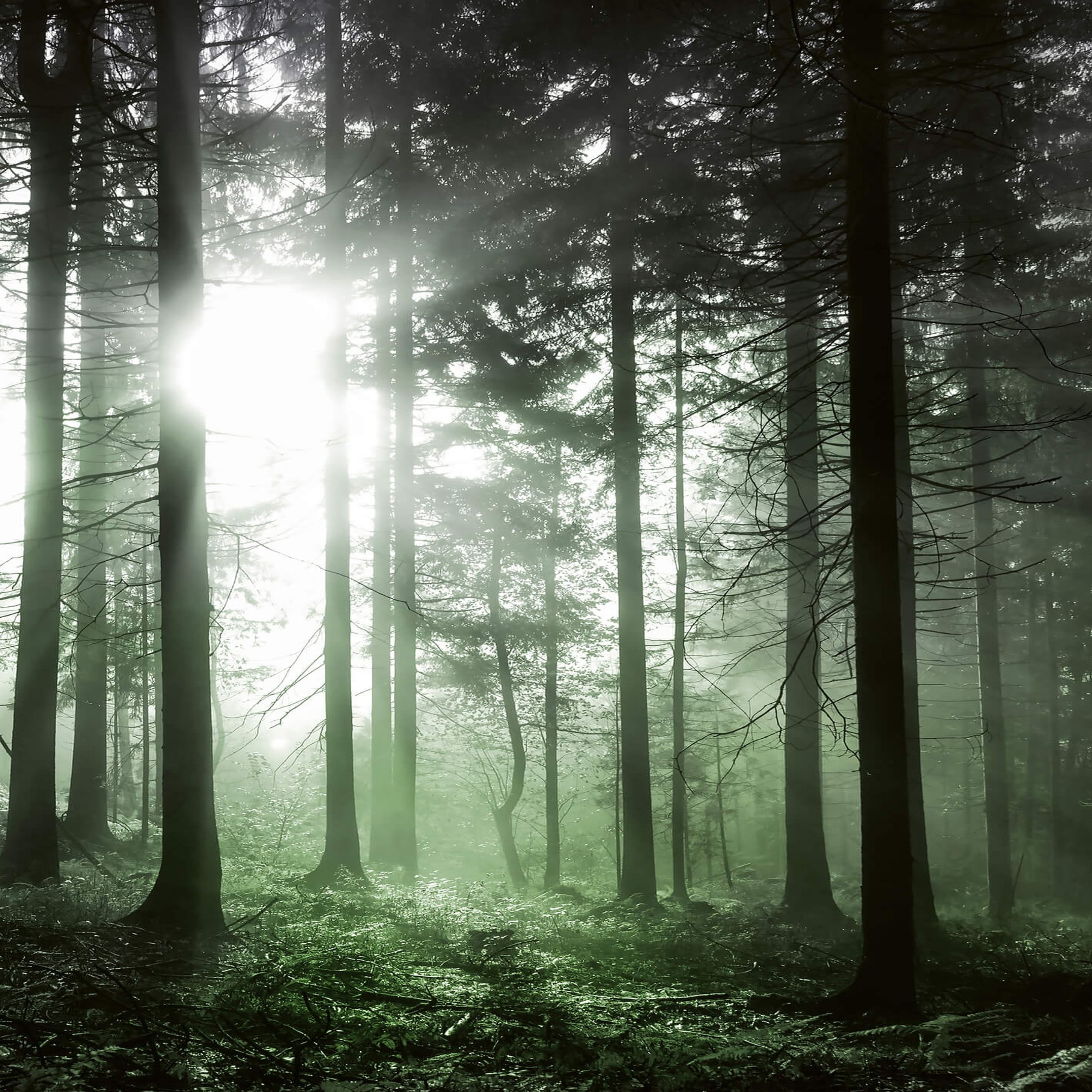 A.S. Creation | Designwalls 2.0 | DD119091 | Fototapete | Vlies | 192 x 260 cm | Wald & Pflanzen