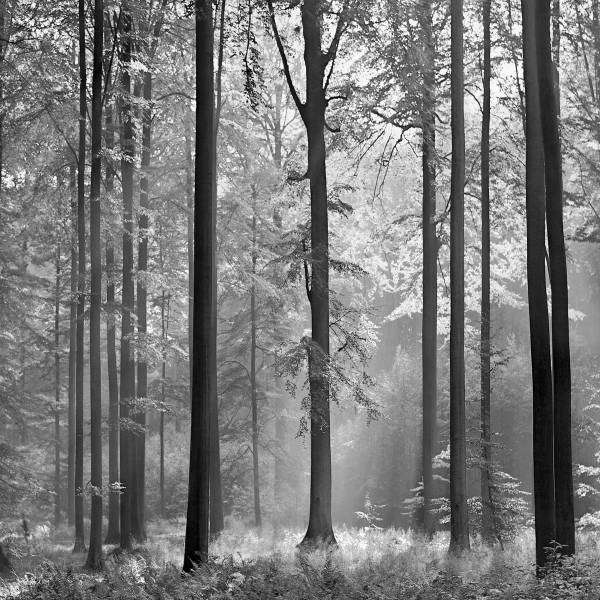 A.S. Creation | Designwalls 2.0 | DD118984 | Fototapete | Vlies | 384 x 260 cm | Wald & Pflanzen A.S. Creation | Designwalls 2.0 | DD118984 | Fototapete | Vlies | 384 x 260 cm | Wald & Pflanzen
