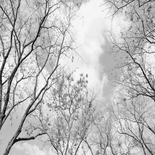 A.S. Creation | Designwalls 2.0 | DD119017 | Fototapete | Vlies | 284 x 260 cm | Wald & Pflanzen A.S. Creation | Designwalls 2.0 | DD119017 | Fototapete | Vlies | 284 x 260 cm | Wald & Pflanzen
