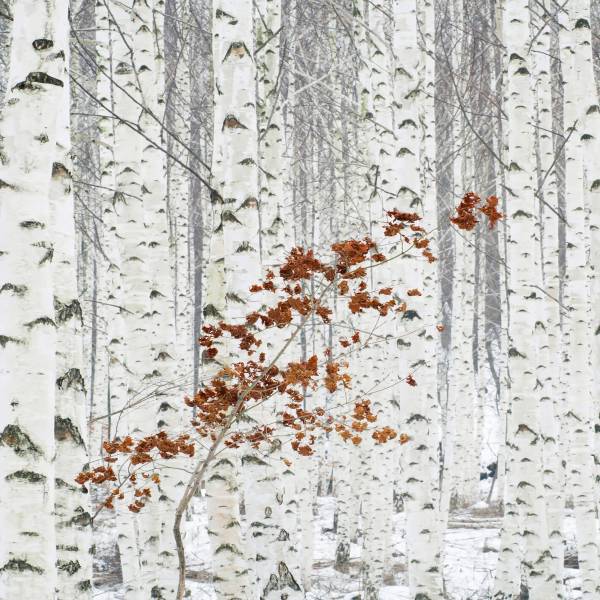 A.S. Creation | Designwalls 2.0 | DD119078 | Fototapete | Vlies | 192 x 260 cm | Wald & Pflanzen A.S. Creation | Designwalls 2.0 | DD119078 | Fototapete | Vlies | 192 x 260 cm | Wald & Pflanzen